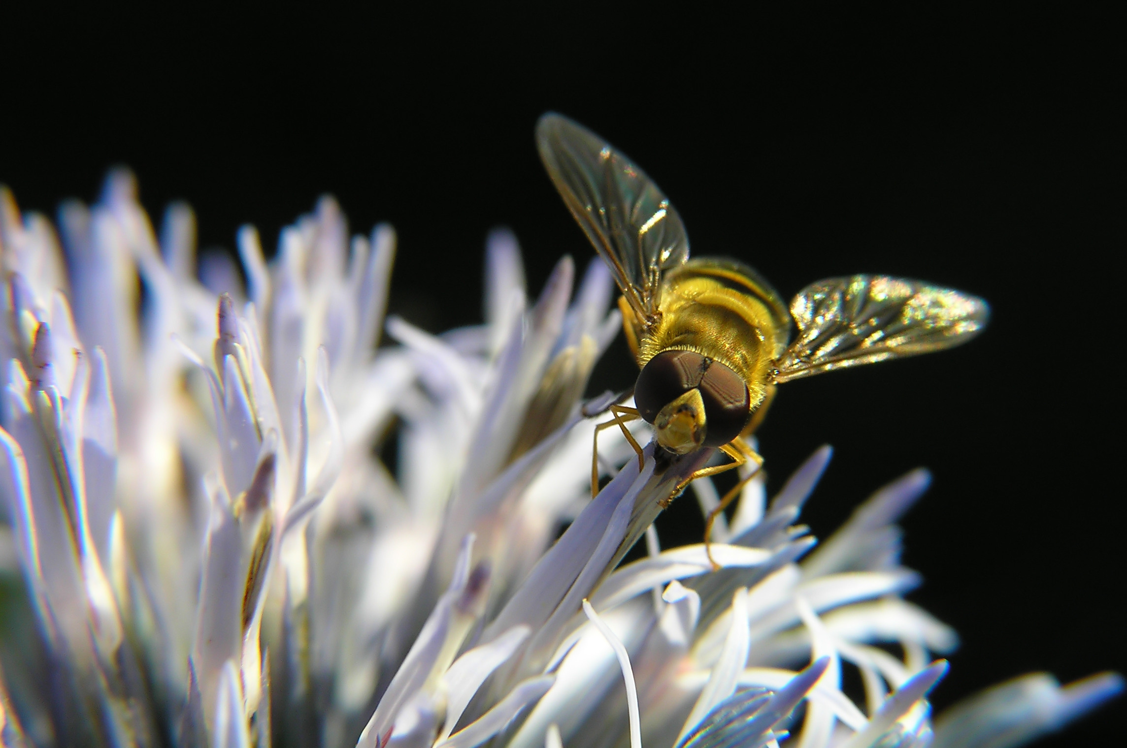 Syrphid Fly by Dr. Deborah Henderson
